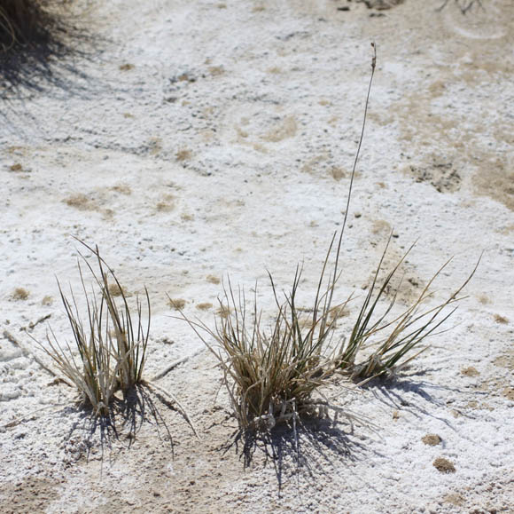  Juncus cooperi